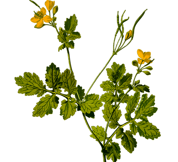 Hierba para aliviar el dolor testicular en los hombres.